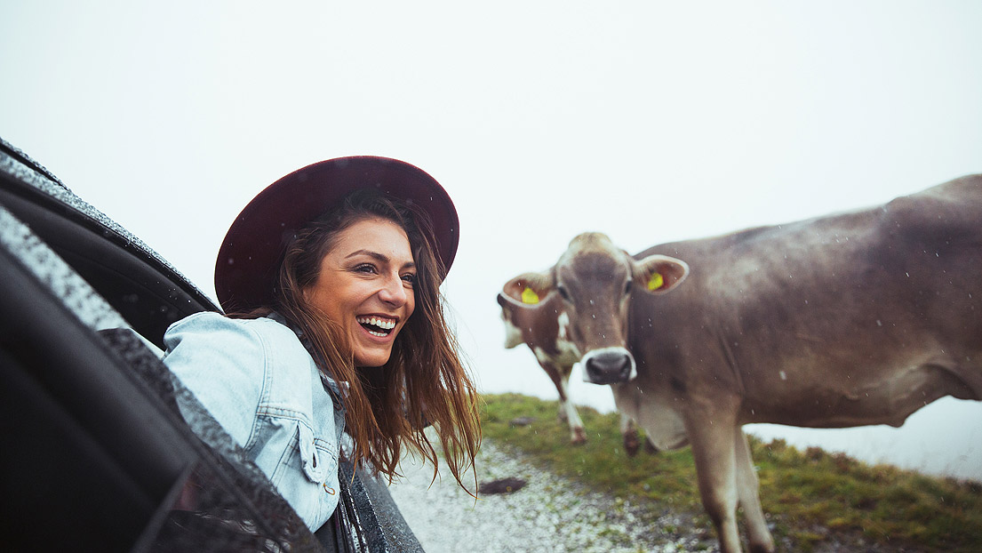Frau mit Hut lacht aus dem Beifahrerfenster neben einer Kuh am Straßenrand
